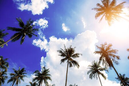 Palm tree with the blue sky at sunset in summer.の写真素材