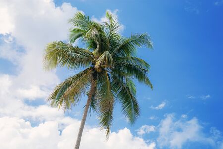 Palm tree with the blue sky at sunlight in summer.の写真素材