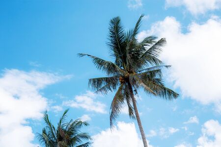 Palm tree with the blue sky at sunlight.
