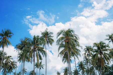 Palm tree with the sky at daytime in summer.の写真素材