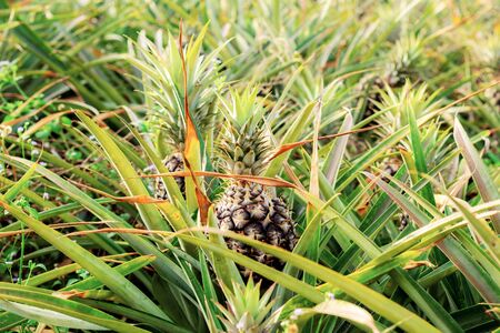 Pineapple on tree with sunrise in farm.の写真素材
