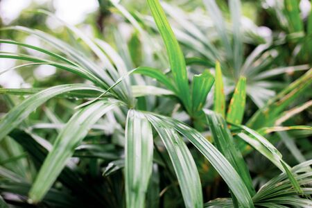 Leaves plant in park with the sunrise.の写真素材