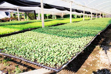 Greenhouse of organic vegetable in farm with sunlight.の写真素材