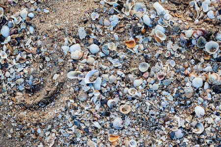 Shells on the beach with texture background.の写真素材