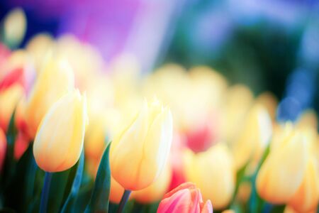 Yellow of tulip with colorful in the winter.の写真素材