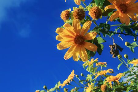 Bua tong flower with beautiful at the blue sky.