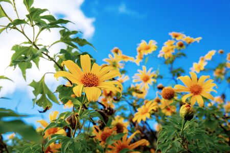 Bua tong flower with beautiful at the sky.の写真素材