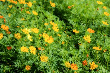 Cosmos flower in the garden at a daytime.の写真素材