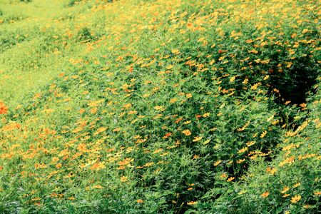 Cosmos flower at a daytime in field.の写真素材