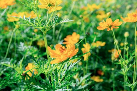 Cosmos flower in garden with the sunlight.の写真素材