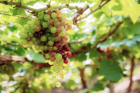 Grapes on tree at sunlight in farm of Thailand.の写真素材