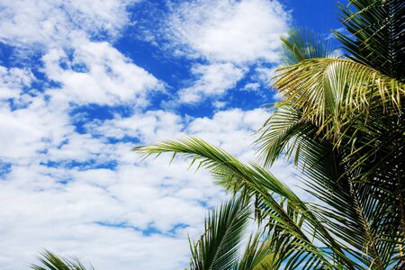 Palm leaves with sunlight at the sky in summer.の写真素材