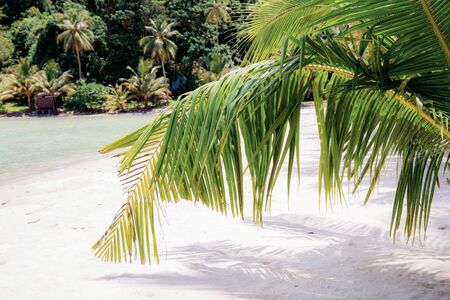 Palm leaves on sand beach with sunlight at the sea.の写真素材