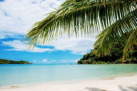 Palm leaves on beach with the sunlight.の写真素材