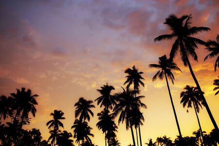 Silhouette of palm tree at sunset with color the sky background.の写真素材