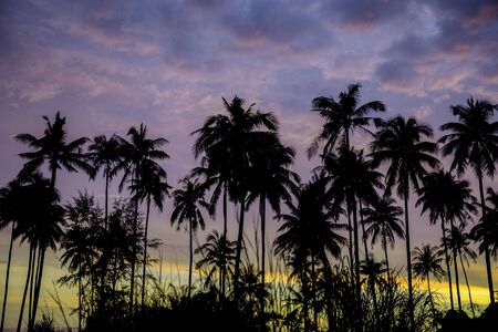 Silhouette of palm tree with sky background at night.の写真素材