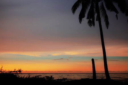 Silhouette of palm tree and stump at sunset with color sky.の写真素材