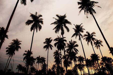 Silhouette of palm tree at sunset with sky background.の写真素材