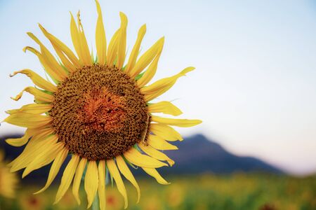 Sunflower and worm on pollen at the sky.の写真素材