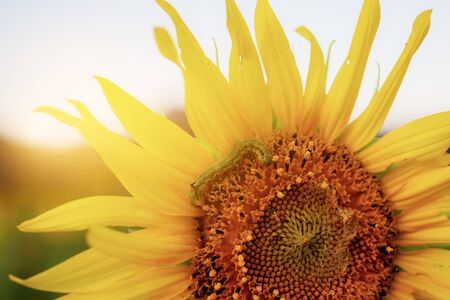 Sunflower and worm on pollen with texture at the sunlight.の写真素材
