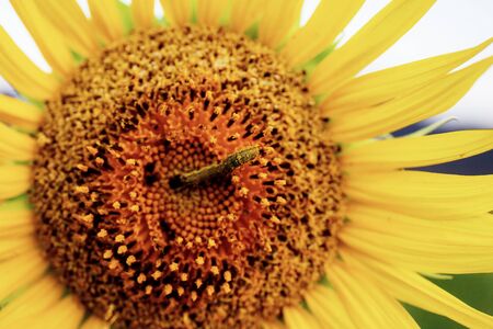 Sunflower and worm on pollen with texture background.の写真素材