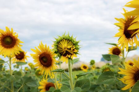 Sunflower of blooming with beautiful at the sky.の写真素材