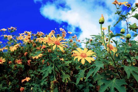 Bua tong flower of Thailand with beautiful at the blue sky.の写真素材