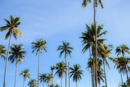 Coconut tree at sky with color background.の写真素材