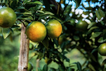 Orange on tree in farm at countryside.の写真素材