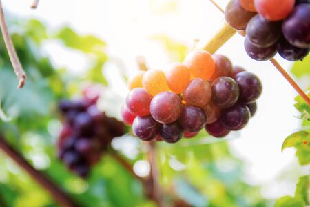 Red grapes in vineyard with the sunlight at sky.の写真素材