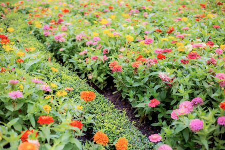 Colorful of zinnia on lawn in  the garden.の写真素材