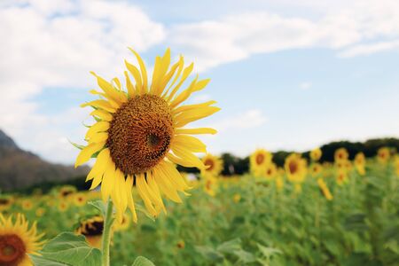 Sunflower in field with the sky at sunlight.の写真素材