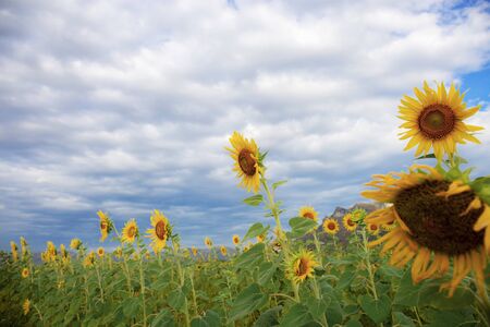 Sunflower with beautiful in nature at sky.の写真素材