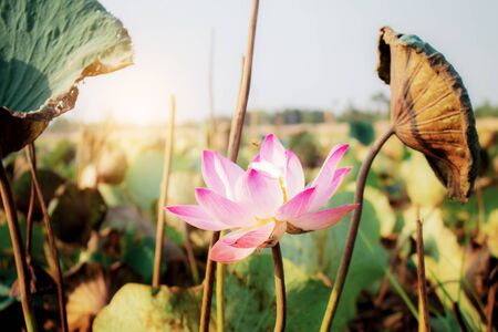Lotus with sunlight in the summer.の写真素材
