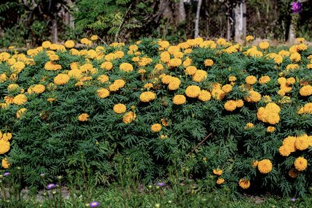 Marigold flower on plantaion in the garden.の写真素材