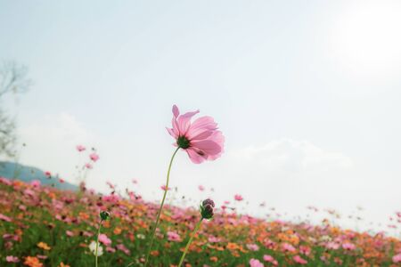 Cosmos with beautiful on field at the sky.の写真素材
