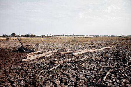 Dry ground cracked and woods with the sunrise in the summer.の写真素材