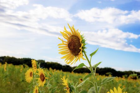 Sunflower on field with the blue sky in winter.の写真素材
