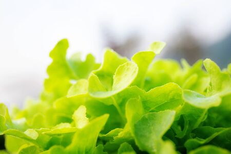 Vegetable of salad in farm with the sunrise.の写真素材