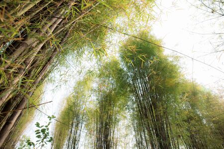 Bamboo in forest with the sky.の写真素材