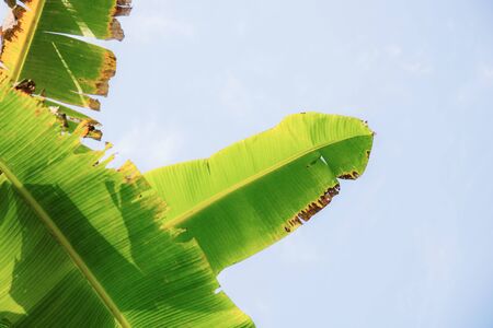 Banana leaves at sunlight with the blue sky.の写真素材