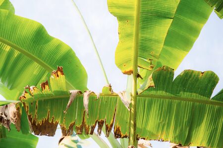 Banana leaves at sunlight with the sky.の写真素材