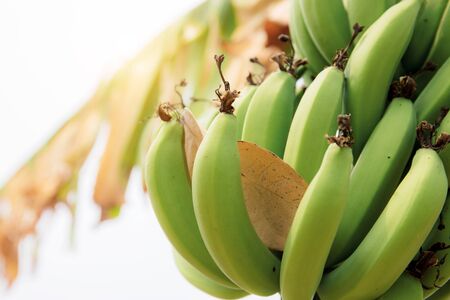 Banana on tree with the sunlight at sky.の写真素材