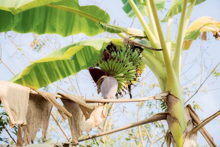 Banana tree in farm with the blue sky in summer.の写真素材