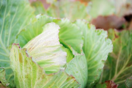 Cabbage on plantation in farm with the sunrise.の写真素材