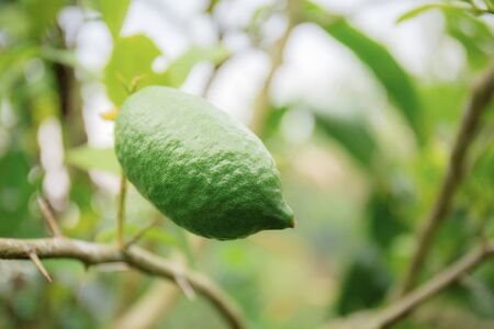 Fruit of wild on tree with sunlight at sky.の写真素材