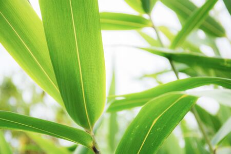 Green leaves of plant with sunlight at sky.の写真素材