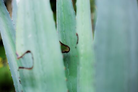 Green leaves plant with texture background in park.の写真素材