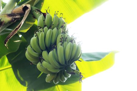 Banana raw on tree with the sky.の写真素材