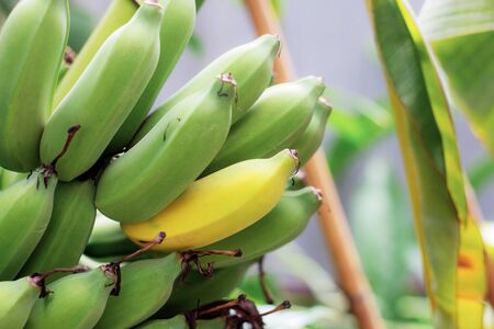 Raw and ripe of bananas on tree in farm.の写真素材